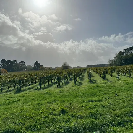 Vue Pano Sur Vignes Apartament Martillac
